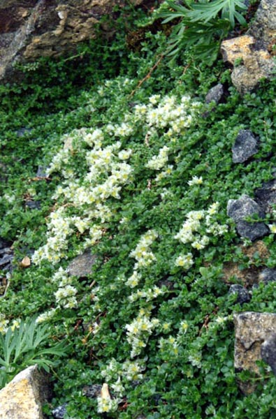 Paronychia kapela ssp serpyllifolia photo